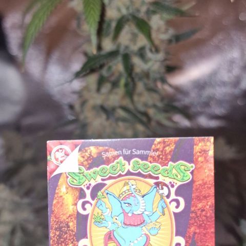 CG - El valle haze growlog timeline photo