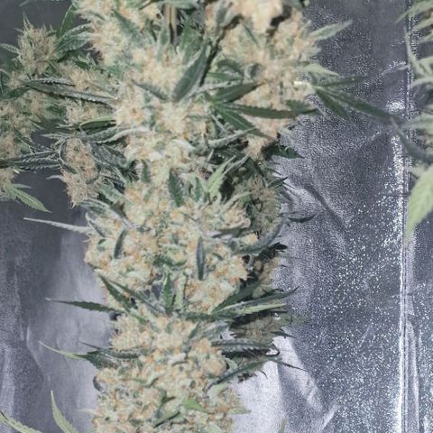 CG - El valle haze growlog timeline photo