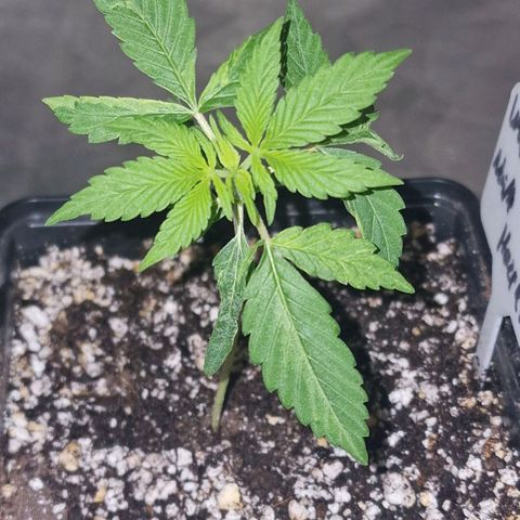 CG - El valle haze growlog timeline photo