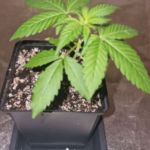 CG - El valle haze growlog timeline photo