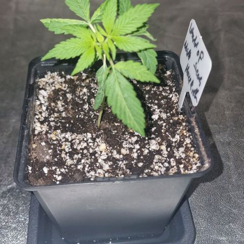 CG - El valle haze growlog timeline photo