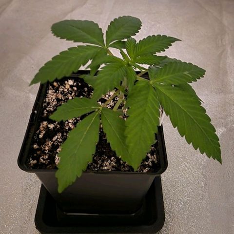CG - El valle haze growlog timeline photo