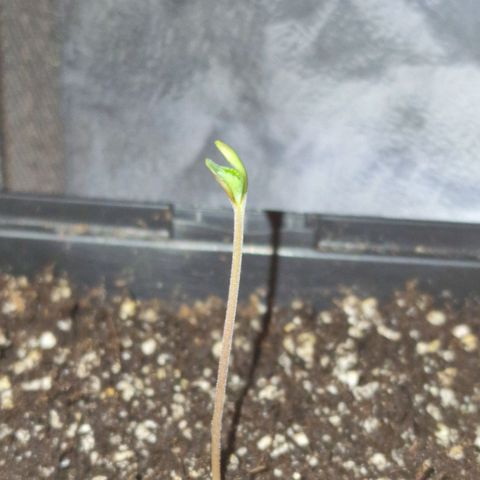 CG - El valle haze growlog timeline photo