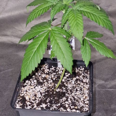 CG - El valle haze growlog timeline photo