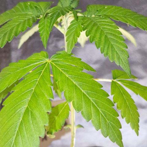 CG - El valle haze growlog timeline photo