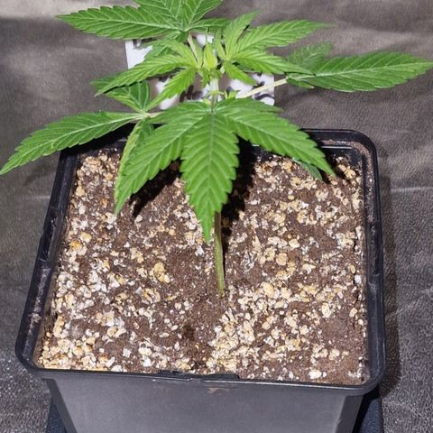 CG - El valle haze growlog timeline photo