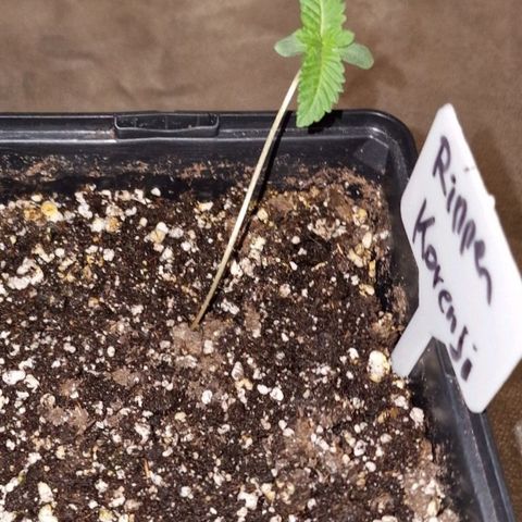 CG - El valle haze growlog timeline photo