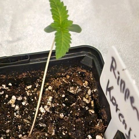 CG - El valle haze growlog timeline photo