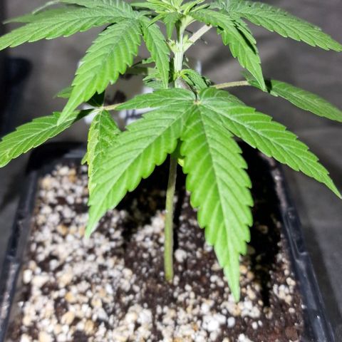 CG - El valle haze growlog timeline photo