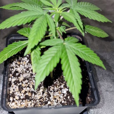 CG - El valle haze growlog timeline photo