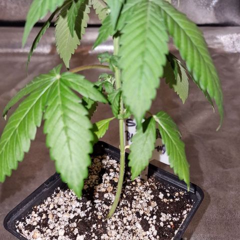 CG - El valle haze growlog timeline photo