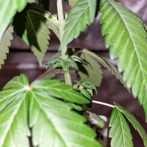 CG - El valle haze growlog timeline photo