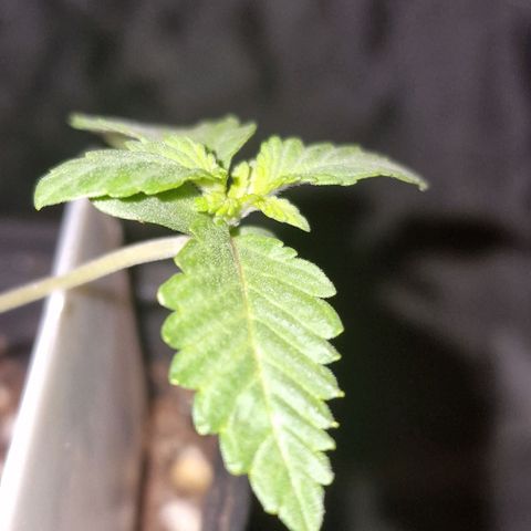 CG - El valle haze growlog timeline photo