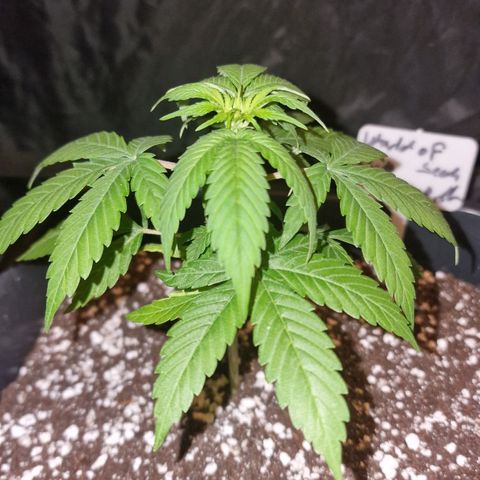 CG - El valle haze growlog timeline photo