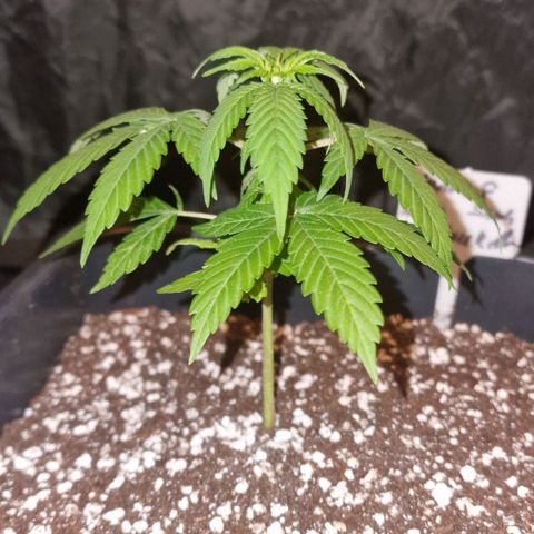 CG - El valle haze growlog timeline photo