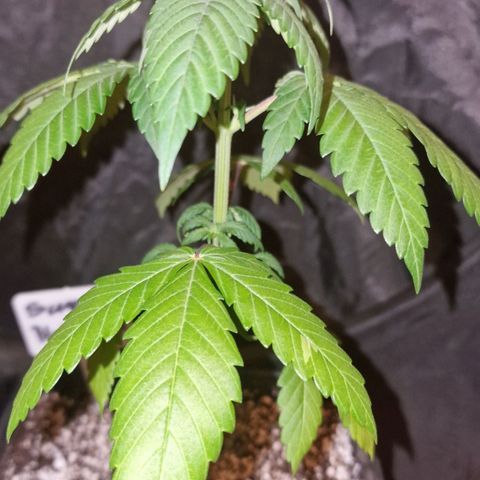 CG - El valle haze growlog timeline photo