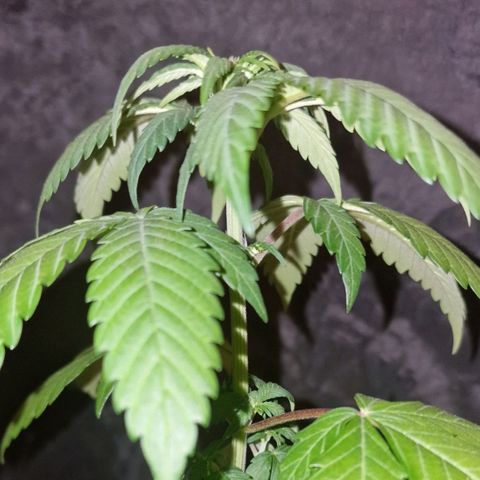 CG - El valle haze growlog timeline photo