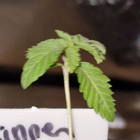 CG - El valle haze growlog timeline photo