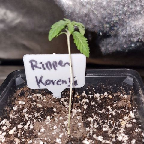 CG - El valle haze growlog timeline photo