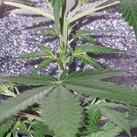 CG - El valle haze growlog timeline photo