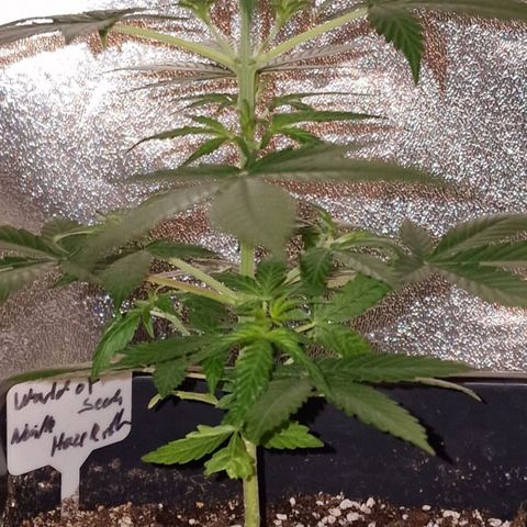 CG - El valle haze growlog timeline photo