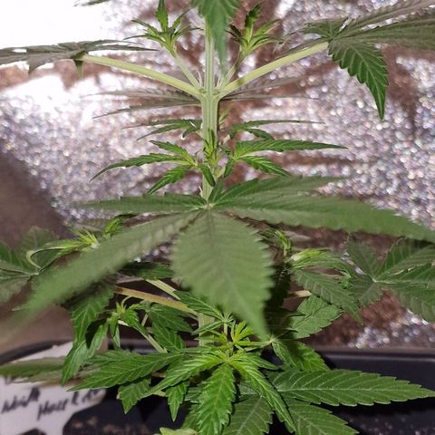 CG - El valle haze growlog timeline photo