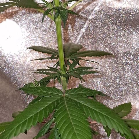 CG - El valle haze growlog timeline photo
