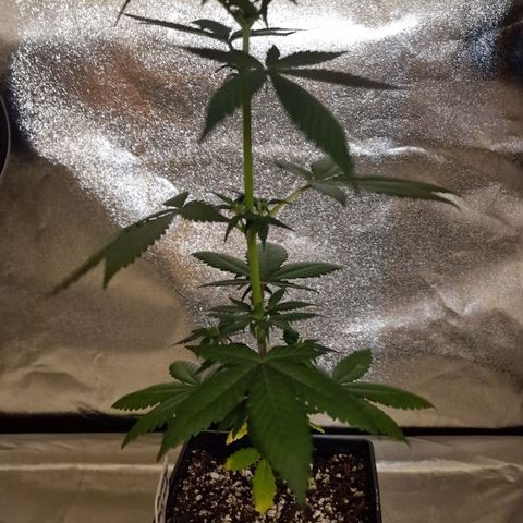 CG - El valle haze growlog timeline photo