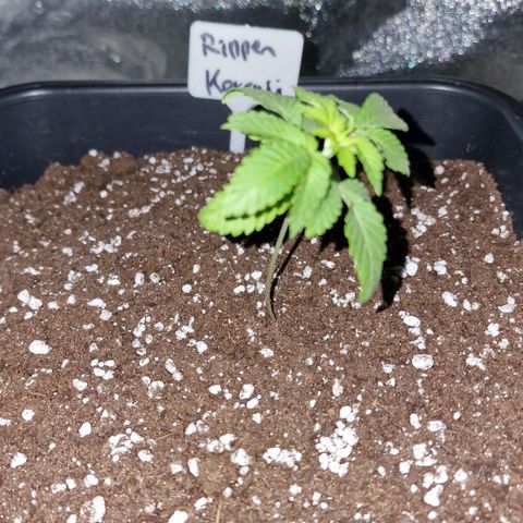 CG - El valle haze growlog timeline photo