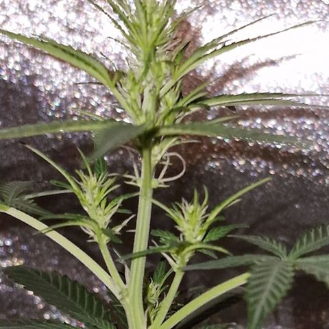 CG - El valle haze growlog timeline photo