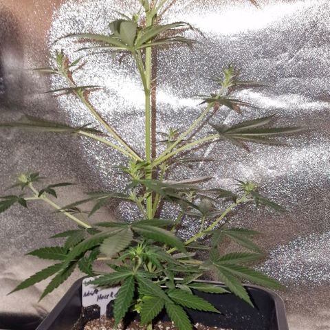 CG - El valle haze growlog timeline photo