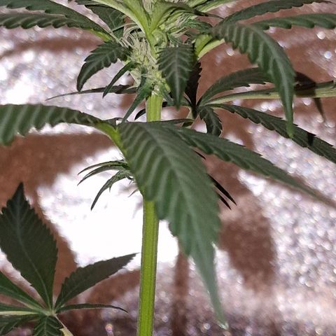 CG - El valle haze growlog timeline photo