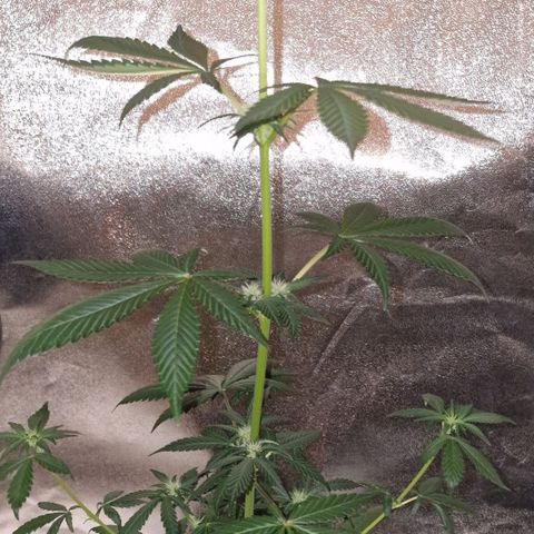 CG - El valle haze growlog timeline photo
