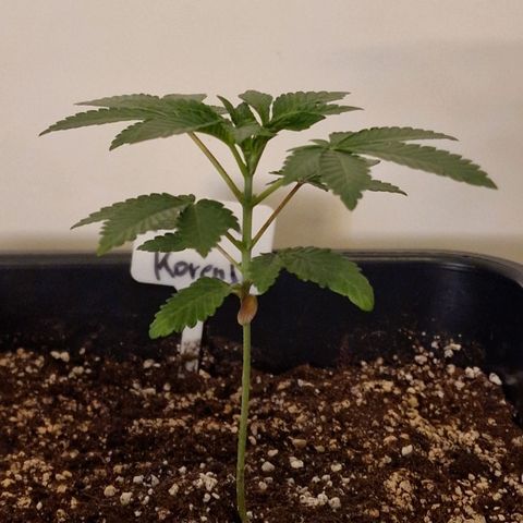 CG - El valle haze growlog timeline photo
