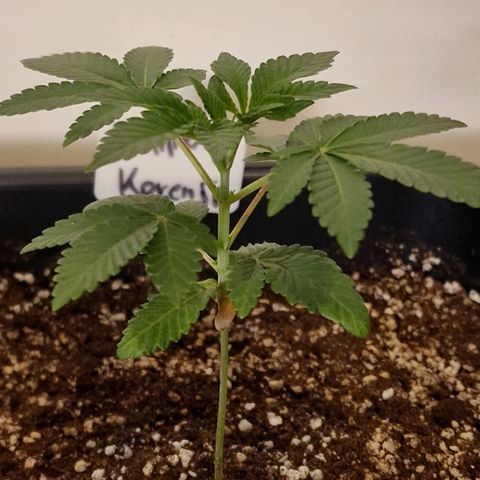 CG - El valle haze growlog timeline photo