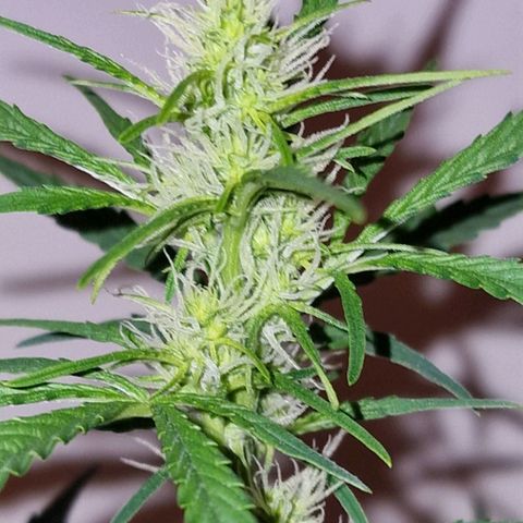 CG - El valle haze growlog timeline photo