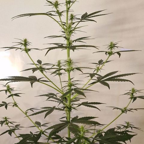 CG - El valle haze growlog timeline photo