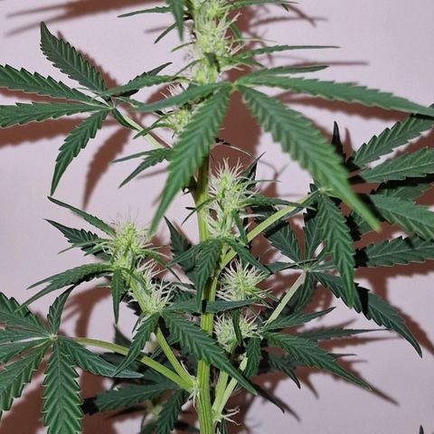 CG - El valle haze growlog timeline photo
