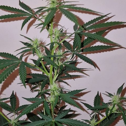 CG - El valle haze growlog timeline photo