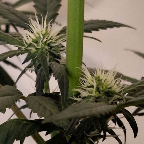 CG - El valle haze growlog timeline photo