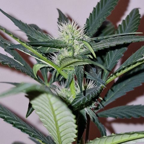 CG - El valle haze growlog timeline photo