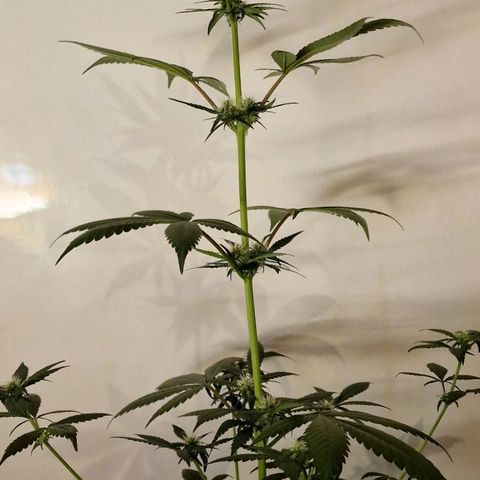 CG - El valle haze growlog timeline photo