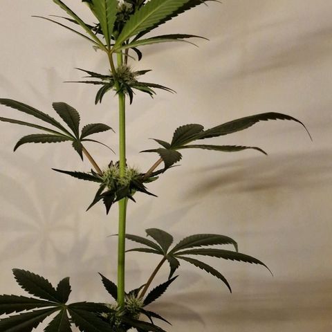 CG - El valle haze growlog timeline photo