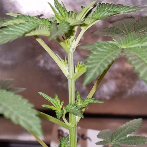 CG - El valle haze growlog timeline photo