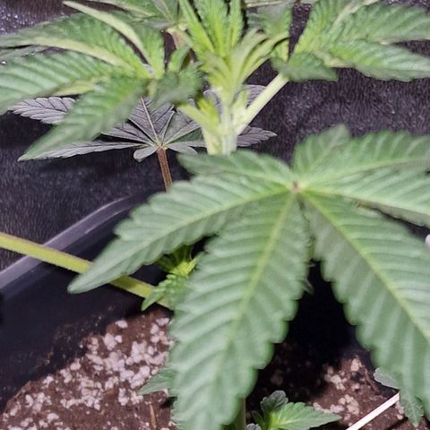 CG - El valle haze growlog timeline photo