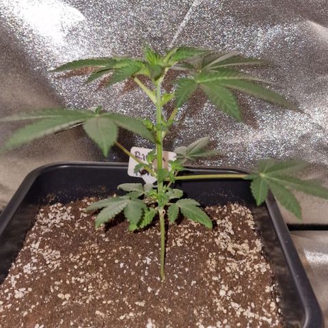 CG - El valle haze growlog timeline photo