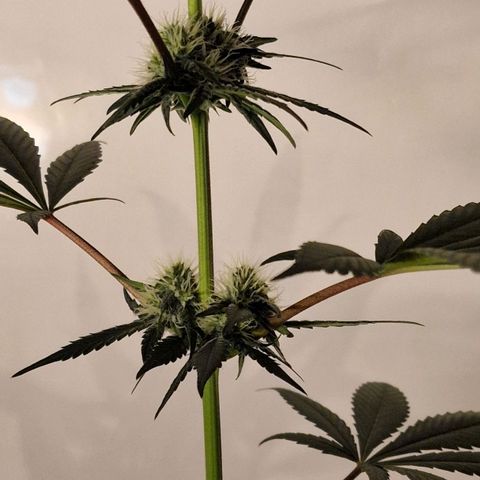 CG - El valle haze growlog timeline photo