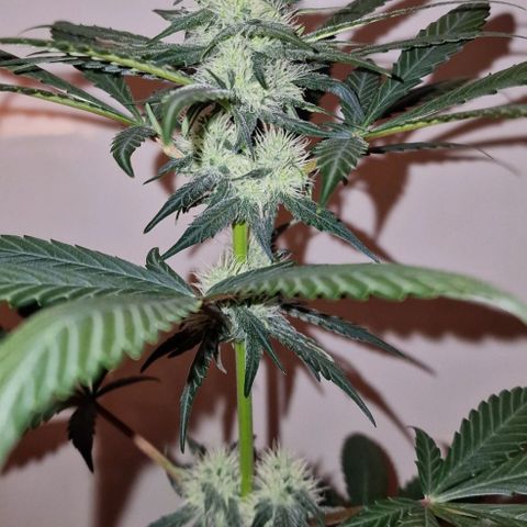 CG - El valle haze growlog timeline photo