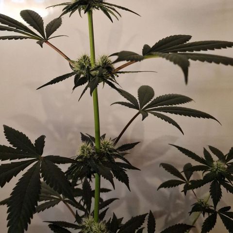 CG - El valle haze growlog timeline photo