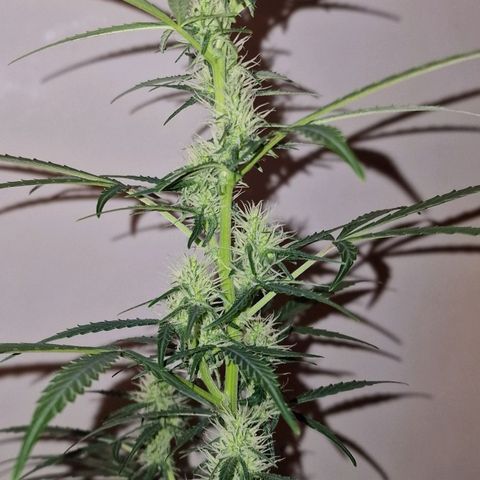 CG - El valle haze growlog timeline photo